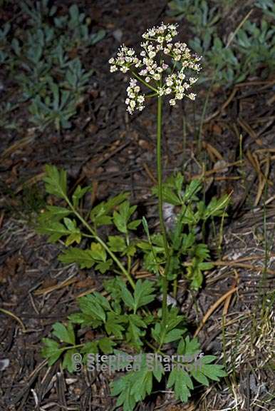 ligusticum grayi 6 graphic